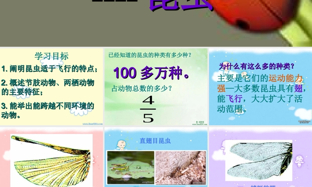 八年级上册空中飞行的动物-昆虫二 课件