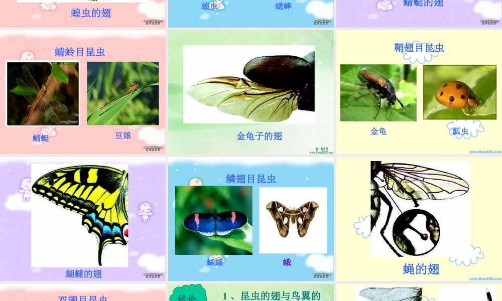 八年级上册空中飞行的动物-昆虫二 课件