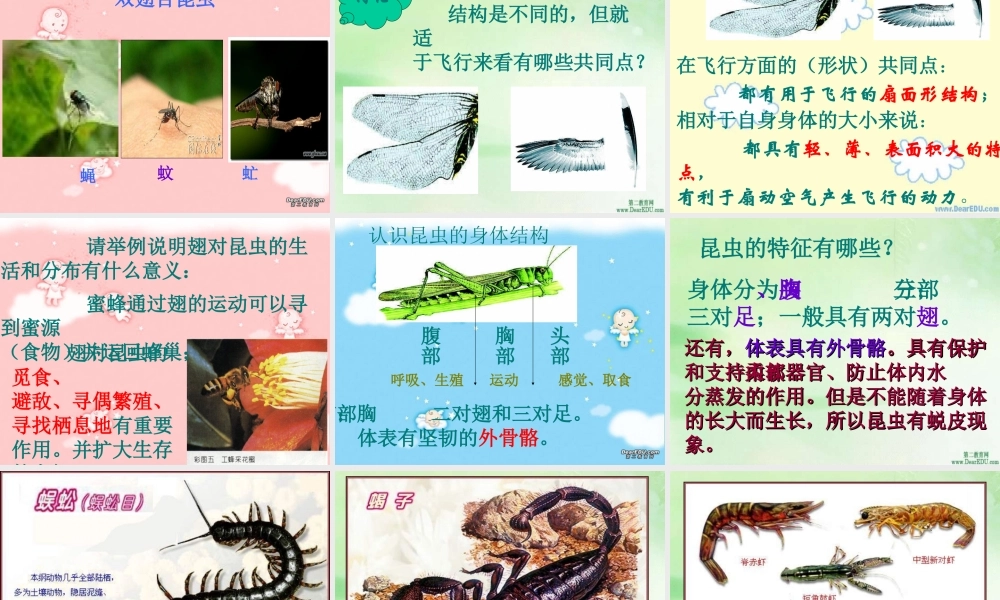 八年级上册空中飞行的动物-昆虫二 课件