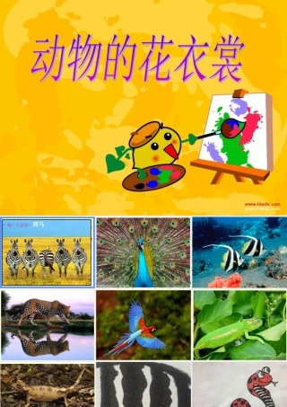 课件动物的花衣裳修正版