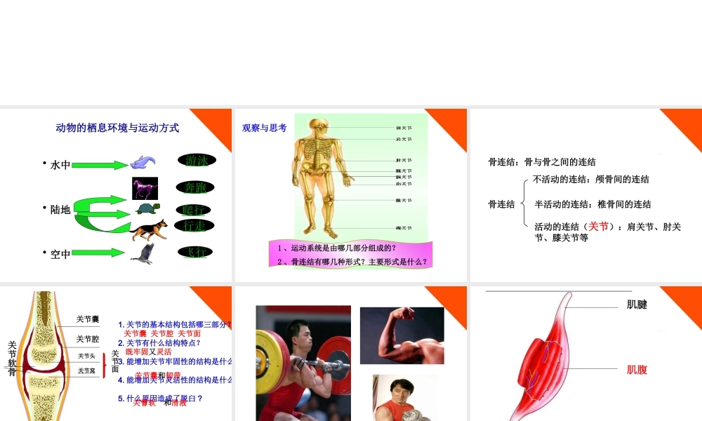 七年级生物上册 动物的运动 行为 作用课件 济南版 课件