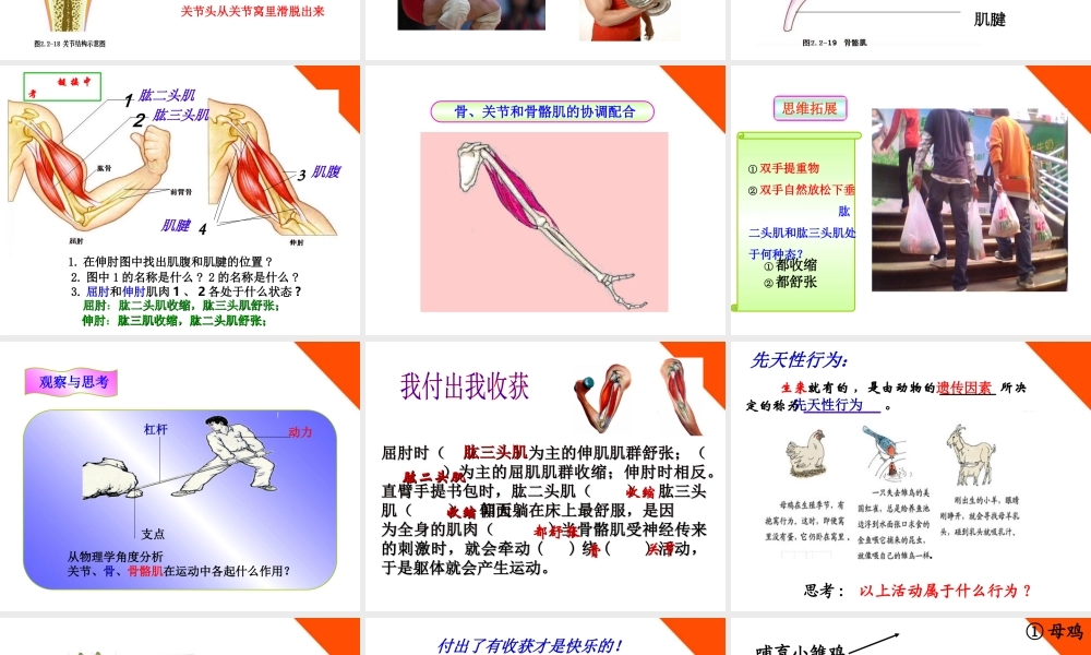 七年级生物上册 动物的运动 行为 作用课件 济南版 课件