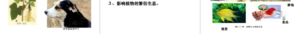 七年级生物上册 动物的运动 行为 作用课件 济南版 课件