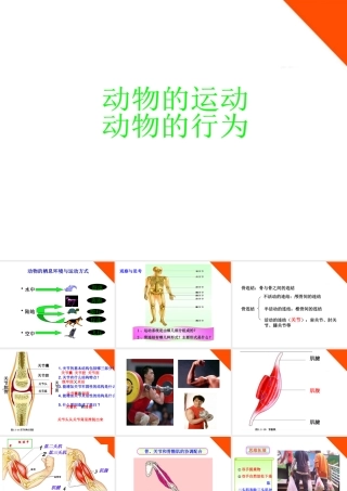 七年级生物上册 动物的运动 行为 作用课件 济南版 课件