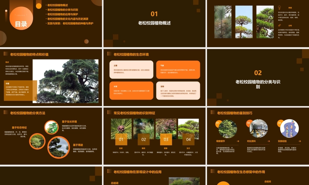 老松校园植物课件