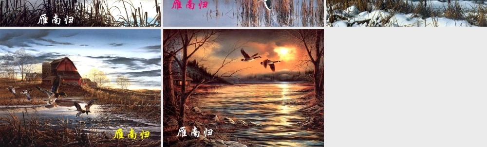 八年级语文下册 14(大雁归来)大雁图片素材 (新版)新人教版 素材