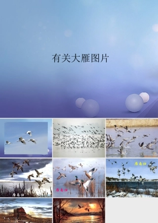 八年级语文下册 14(大雁归来)大雁图片素材 (新版)新人教版 素材
