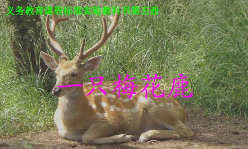 一只梅花鹿课件