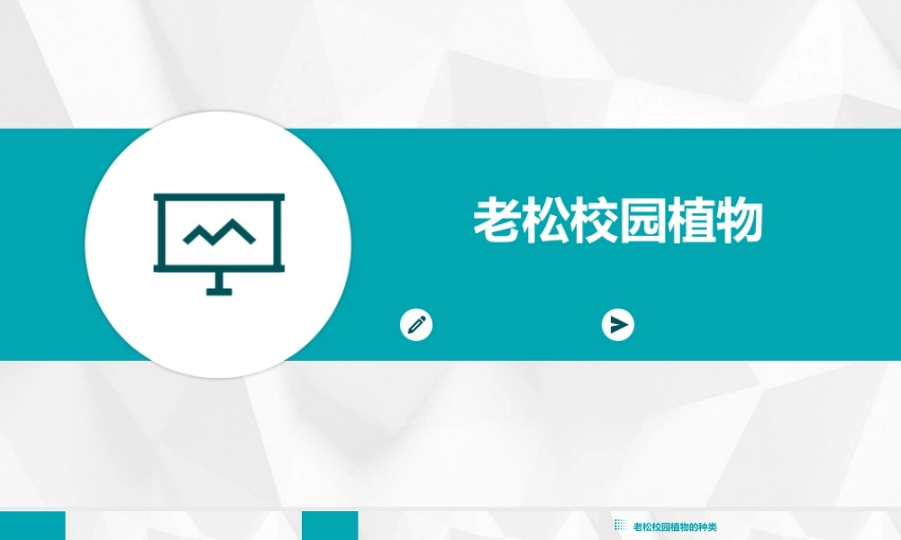 老松校园植物老松国小课件