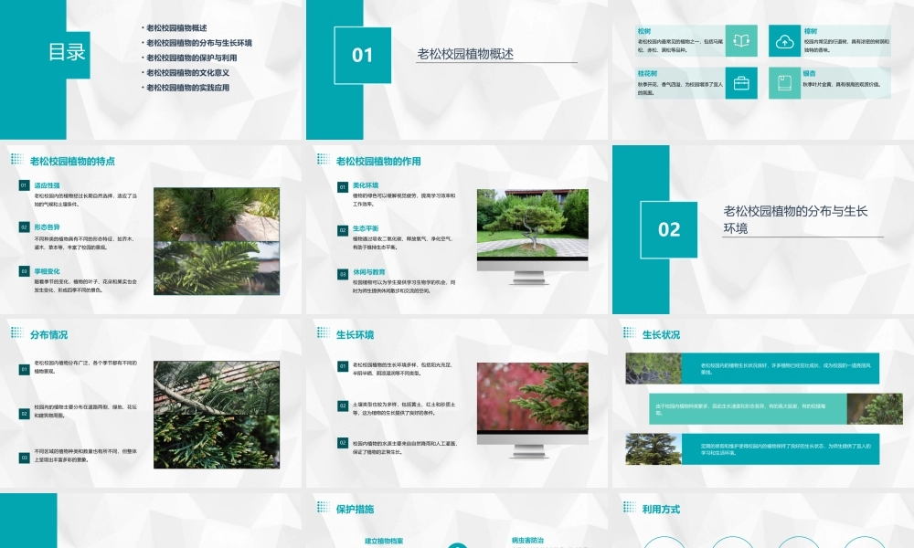 老松校园植物老松国小课件