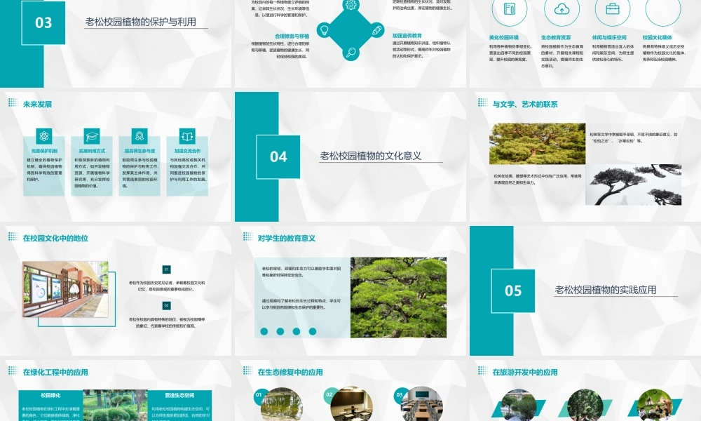 老松校园植物老松国小课件