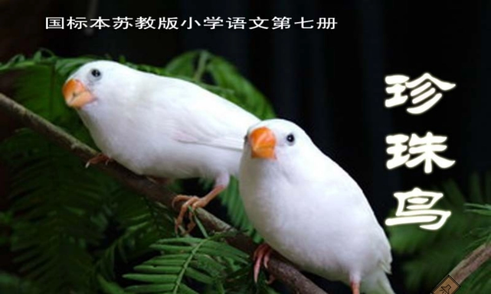 苏教版四年级珍珠鸟课件