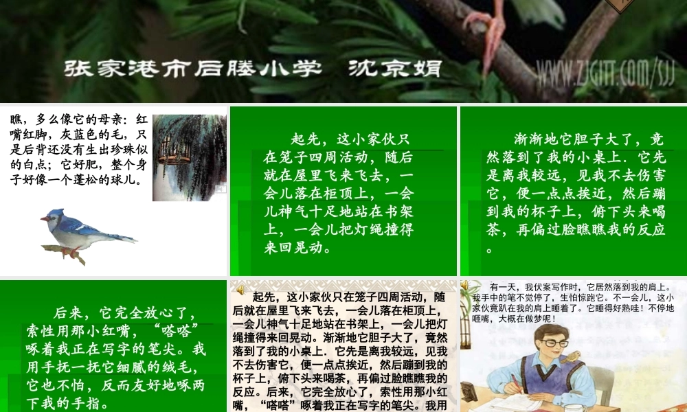 苏教版四年级珍珠鸟课件