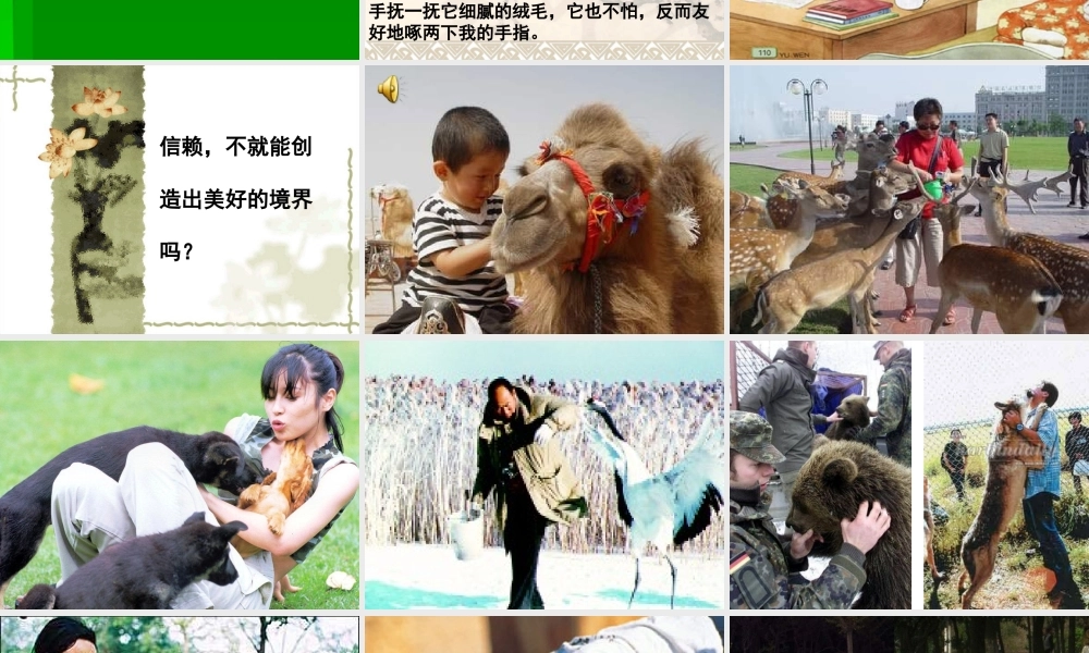 苏教版四年级珍珠鸟课件