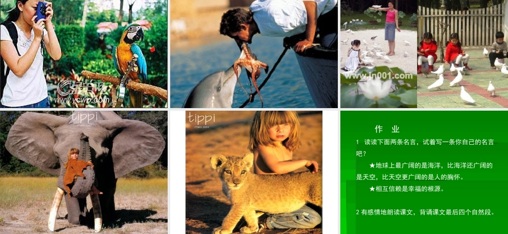 苏教版四年级珍珠鸟课件