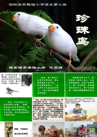 苏教版四年级珍珠鸟课件