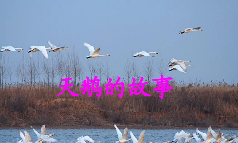 天鹅的故事(2)