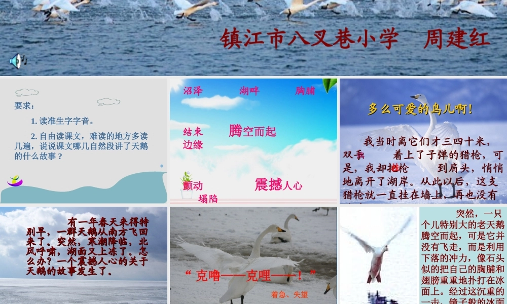 天鹅的故事(2)
