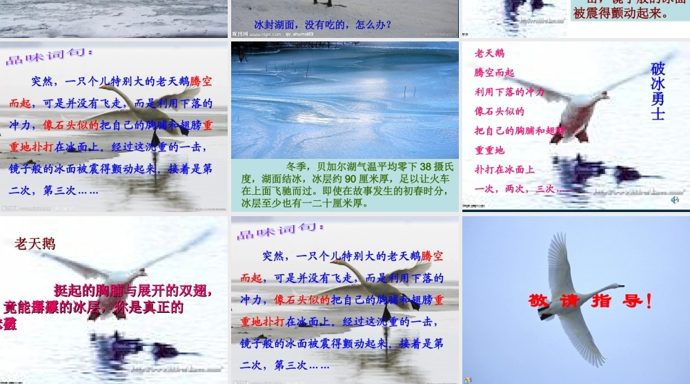 天鹅的故事(2)