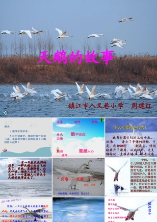 天鹅的故事(2)