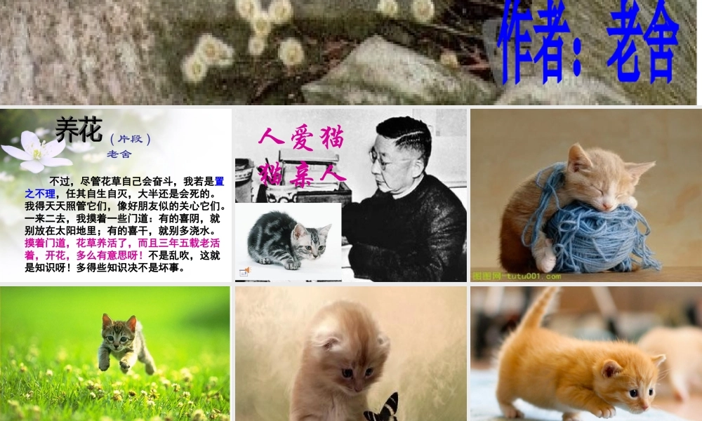 四年级语文上册第四组15猫课件