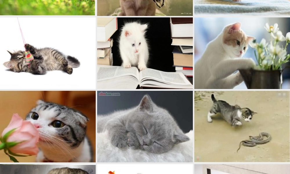 四年级语文上册第四组15猫课件