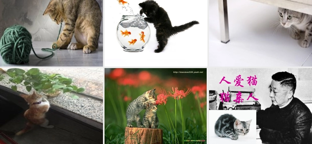 四年级语文上册第四组15猫课件