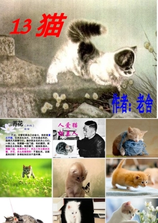 四年级语文上册第四组15猫课件