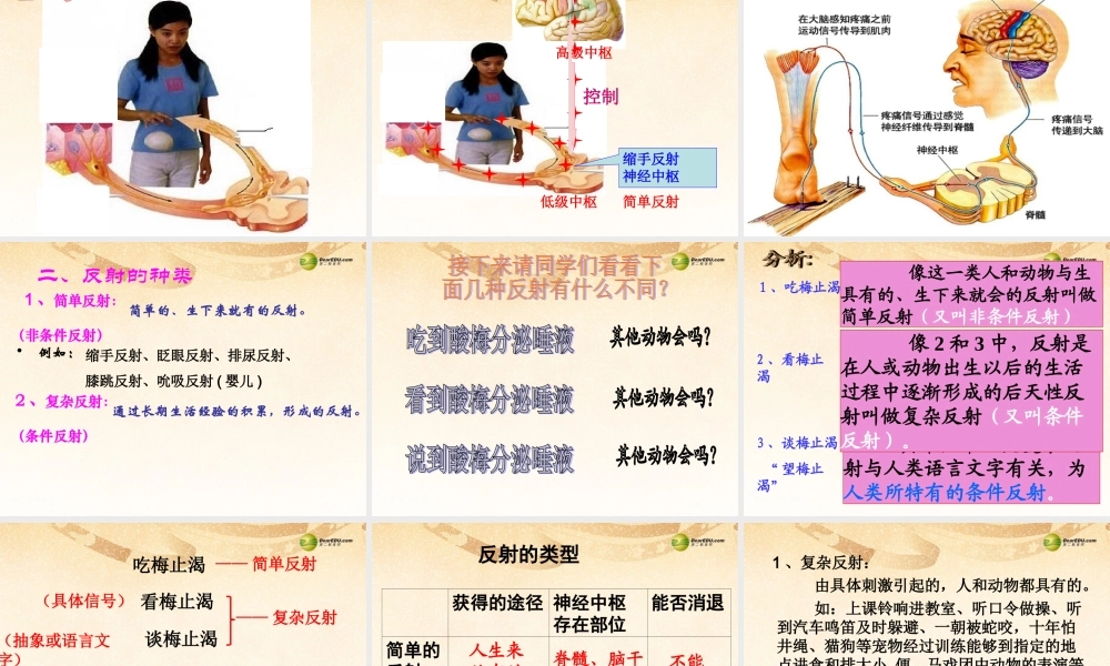 八年级生物下册 第六章 神经调节的基本方式配套课件 鲁科版 课件