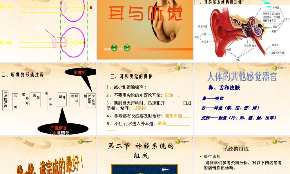 八年级生物下册 第六章 人体对外界环境的感知课件 鲁科版 课件