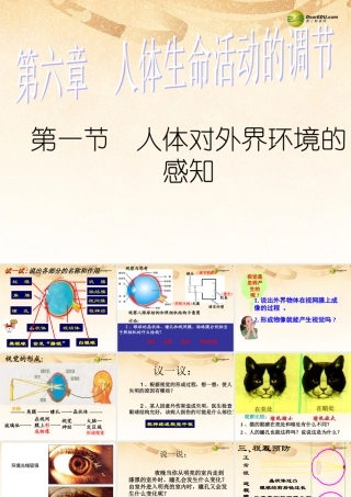 八年级生物下册 第六章 人体对外界环境的感知课件 鲁科版 课件