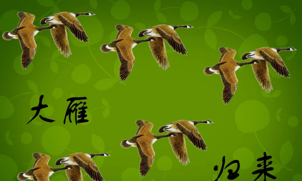 八年级语文下册 14 大雁归来课件 新人教版 课件