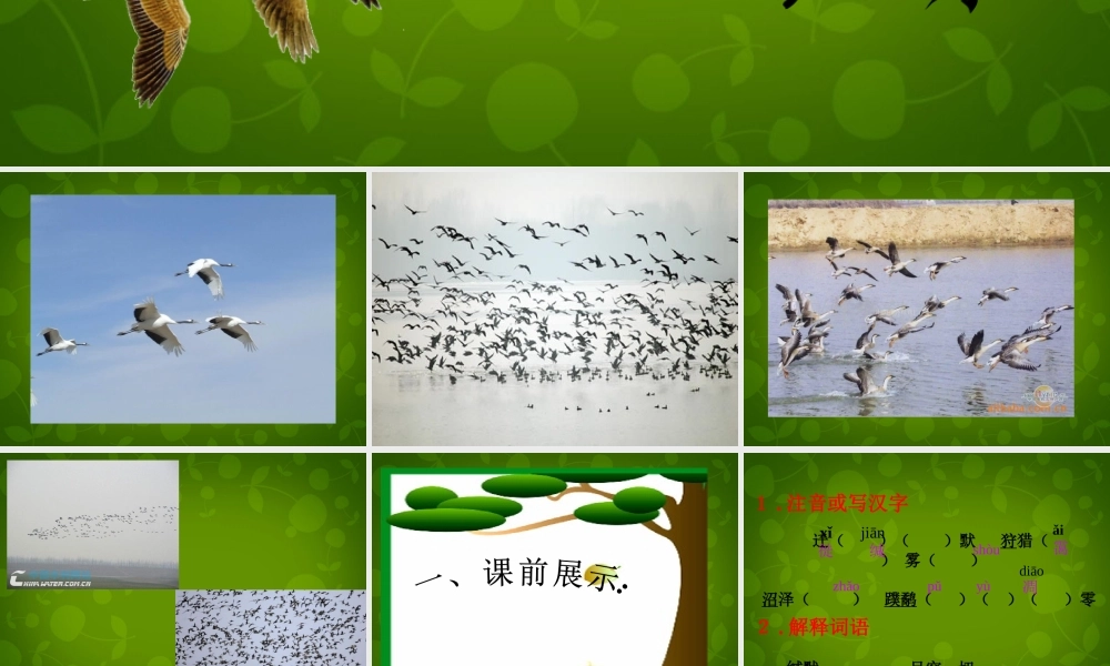 八年级语文下册 14 大雁归来课件 新人教版 课件