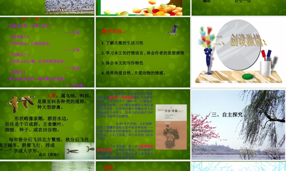 八年级语文下册 14 大雁归来课件 新人教版 课件