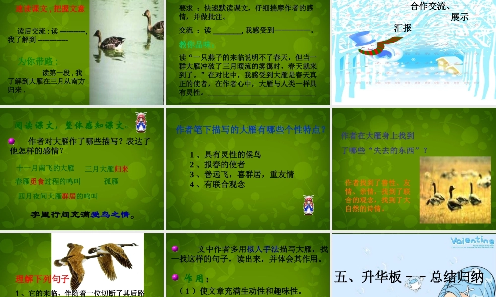 八年级语文下册 14 大雁归来课件 新人教版 课件