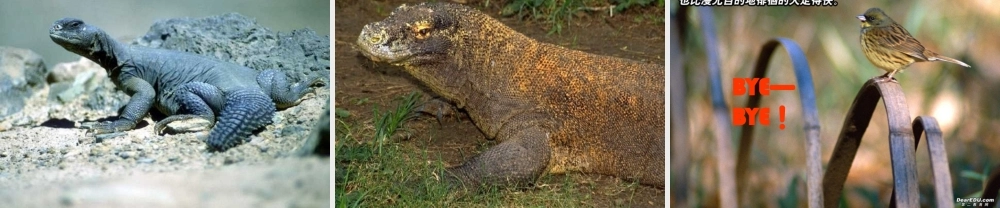 九年级语文下册第七课课件示例 人教版 课件