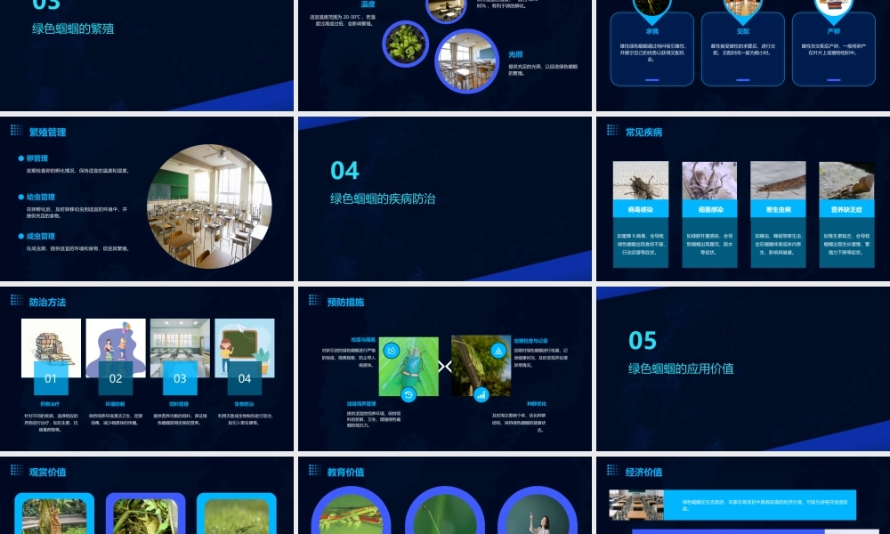 绿色蝈蝈公开课课件