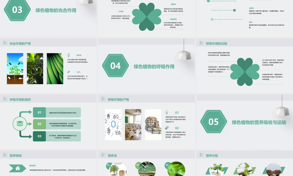 绿色植物的一生总复习吐血制作课件