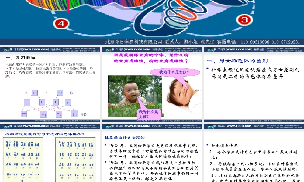 八年级生物下 第二章 第四节 人的性别遗传课件人教版 课件