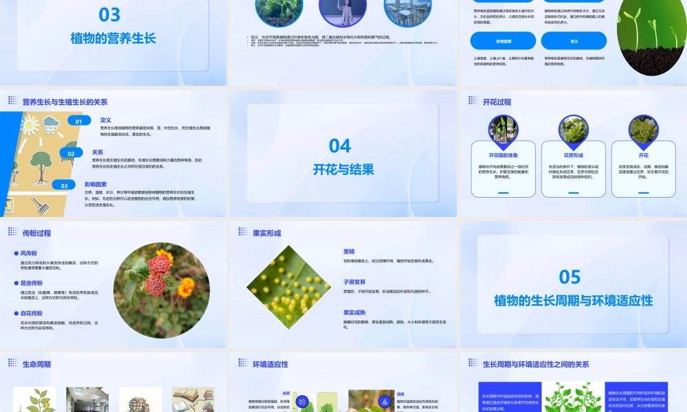 绿色开花植物一生课件
