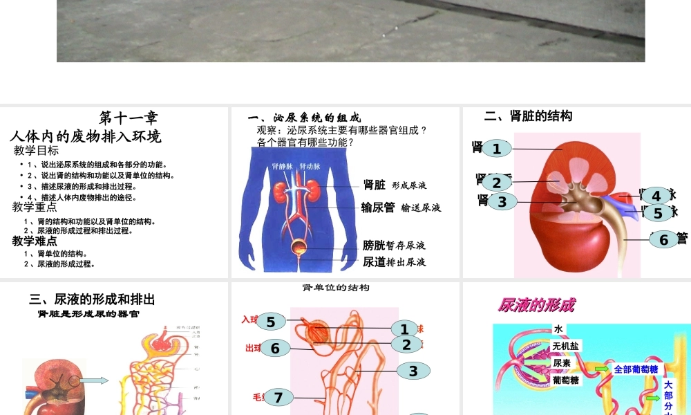七年级生物人体内废物的排出课件
