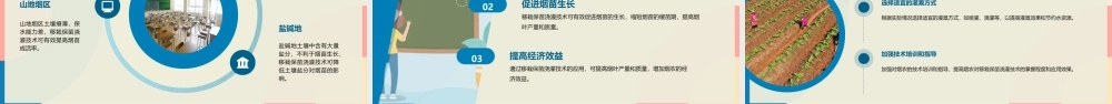 结合移栽保苗浇灌烟株课件