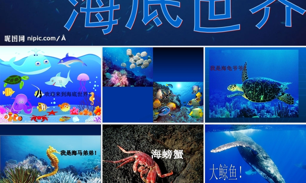 美丽的海底世界