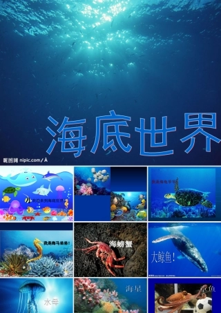 美丽的海底世界