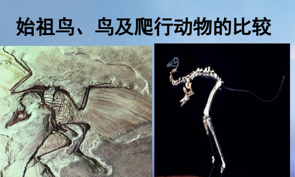 八年级生物下册 第7单元 生命的延续与进化 第23章 第2节(生物进化的历程)始祖鸟、鸟及爬行动物的比较素材 (新版)苏科版 素材