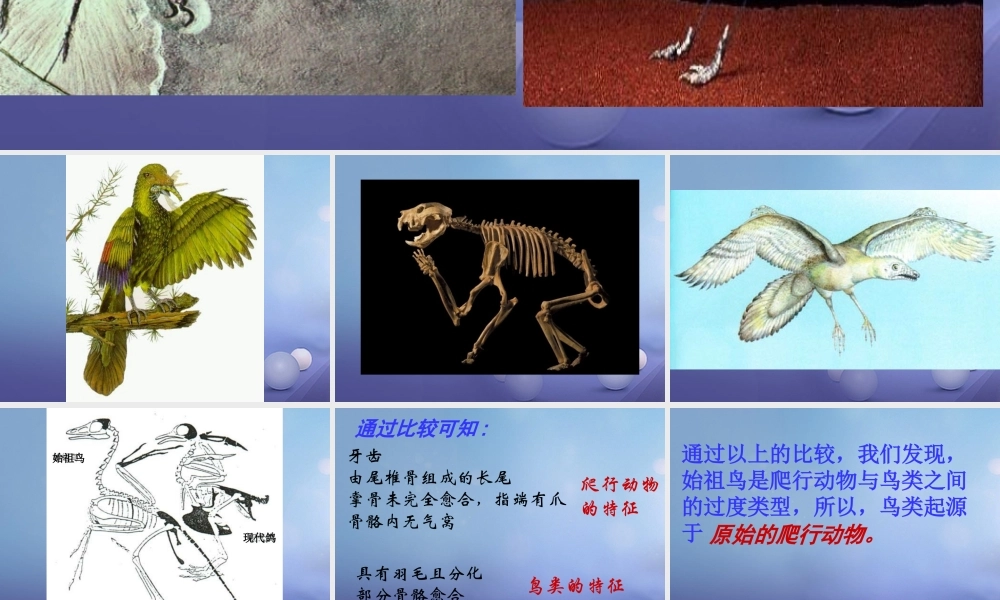 八年级生物下册 第7单元 生命的延续与进化 第23章 第2节(生物进化的历程)始祖鸟、鸟及爬行动物的比较素材 (新版)苏科版 素材