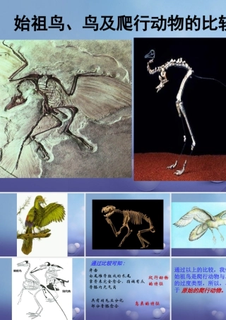 八年级生物下册 第7单元 生命的延续与进化 第23章 第2节(生物进化的历程)始祖鸟、鸟及爬行动物的比较素材 (新版)苏科版 素材