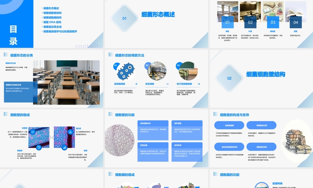 细菌形态结构课件