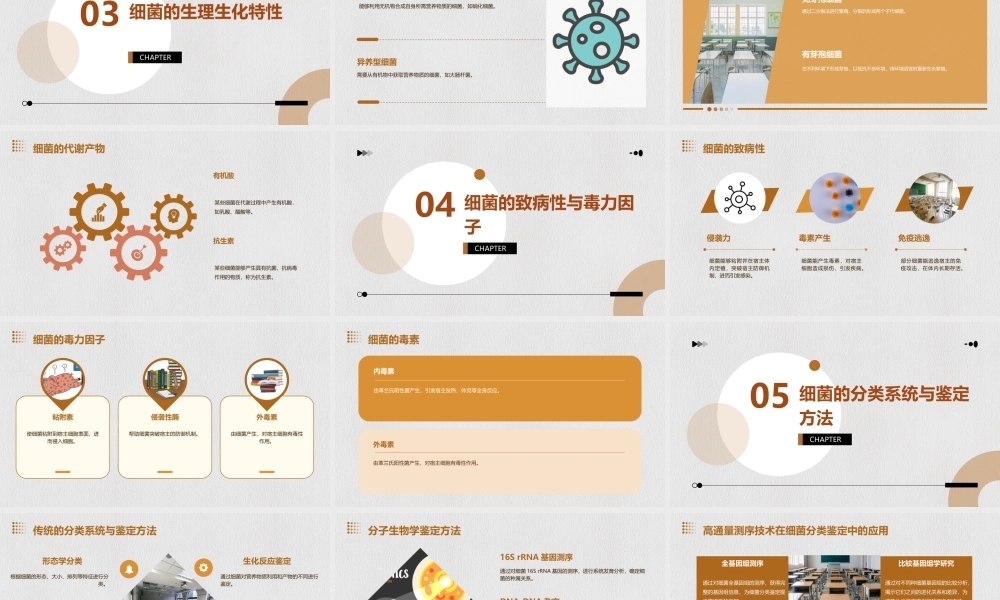 细菌分类与鉴定课件