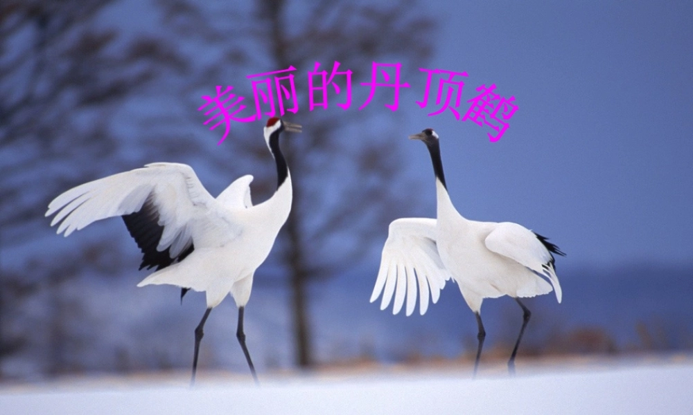 美丽的丹顶鹤_课件1(1)